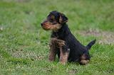 WELSH TERRIER 140